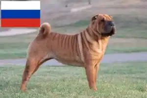 Lees meer over het artikel Shar-Pei fokkers en puppy’s in Rusland
