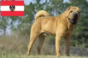 Lees meer over het artikel Shar-Pei fokkers en pups in Oostenrijk