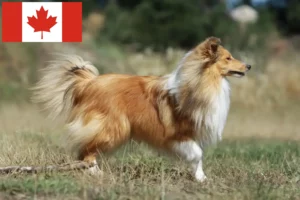 Lees meer over het artikel Sheltie fokkers en puppy’s in Canada