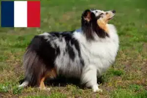 Lees meer over het artikel Sheltie fokkers en puppies in Frankrijk