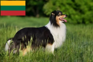 Lees meer over het artikel Sheltie fokkers en puppy’s in Litouwen