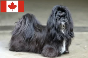 Lees meer over het artikel Shih Tzu fokkers en puppy’s in Canada