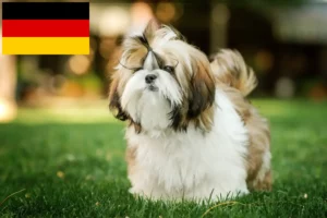 Lees meer over het artikel Shih Tzu fokkers en puppy’s in Duitsland