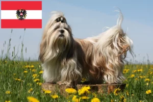 Lees meer over het artikel Shih Tzu fokkers en pups in Oostenrijk