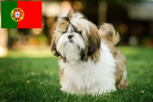 Lees meer over het artikel Shih Tzu fokkers en pups in Portugal