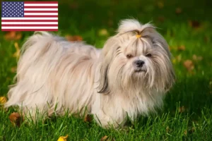 Lees meer over het artikel Shih Tzu fokkers en puppy’s in de VS