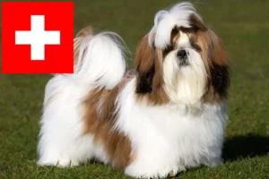 Lees meer over het artikel Shih Tzu fokkers en pups in Zwitserland