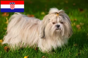 Lees meer over het artikel Shih Tzu fokkers en puppy’s in Kroatië