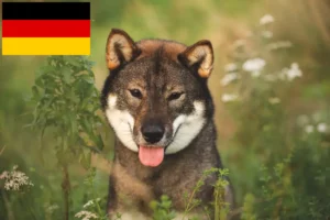 Lees meer over het artikel Shikoku fokkers en puppy’s in Duitsland