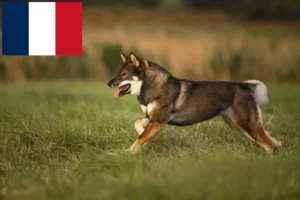 Lees meer over het artikel Shikoku fokkers en puppies in Frankrijk