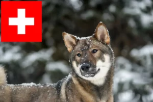 Lees meer over het artikel Shikoku fokkers en pups in Zwitserland