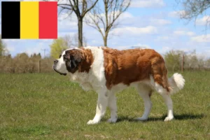 Lees meer over het artikel Sint Bernard fokkers en puppies in België