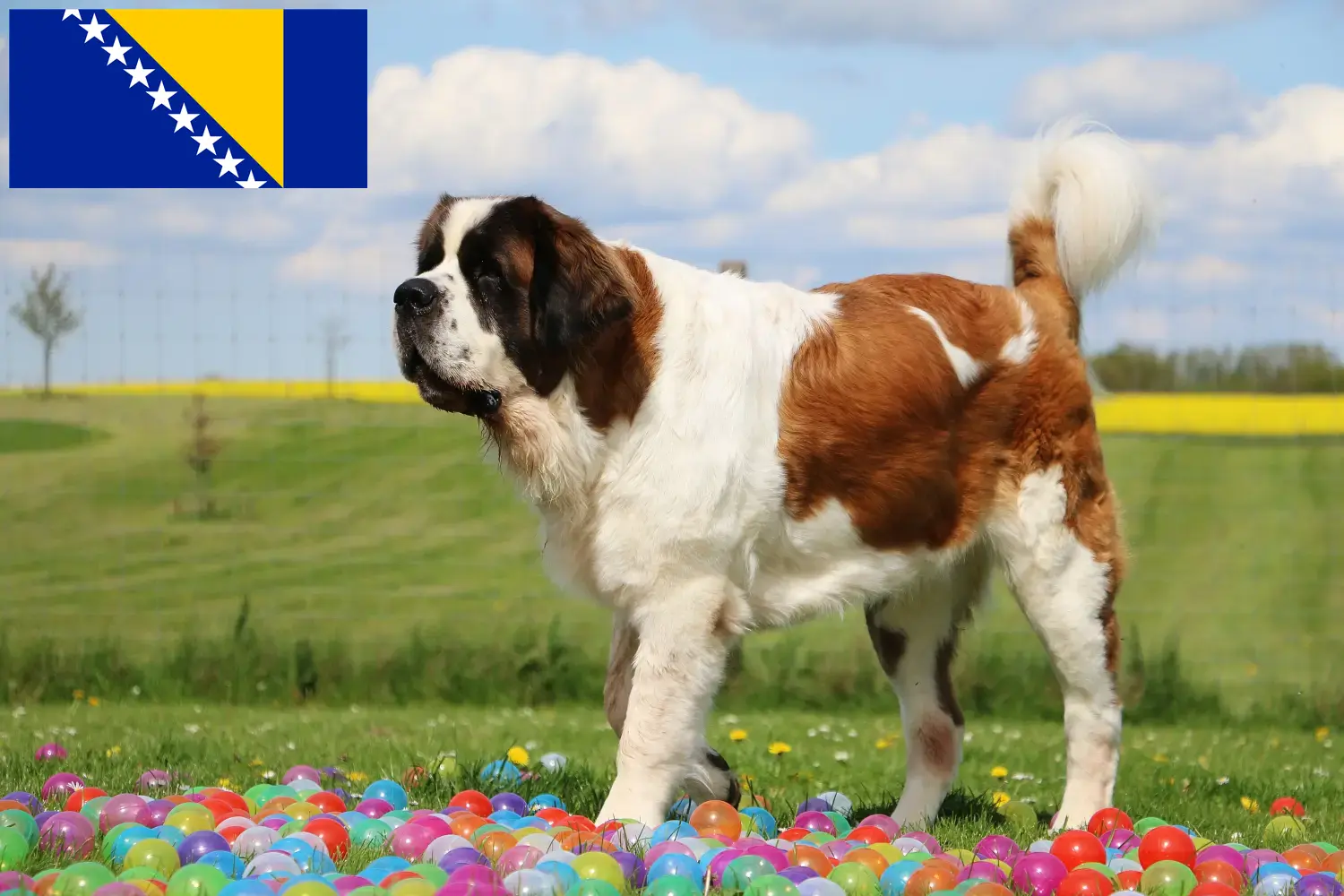 Sint Bernard puppy's en fokkers Bosnië en Herzegovina Hier vind je Sint Bernard fokkers in Bosnië en Herzegovina.