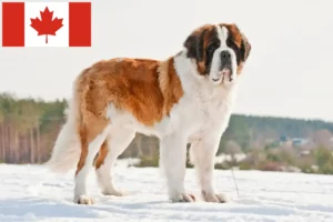 Lees meer over het artikel Sint Bernard fokkers en puppies in Canada