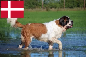 Lees meer over het artikel Sint Bernard fokkers en pups in Denemarken