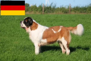 Lees meer over het artikel Sint Bernard fokkers en puppies in Duitsland