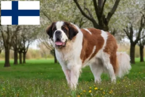 Lees meer over het artikel Sint Bernard fokkers en pups in Finland