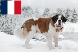 Lees meer over het artikel Sint Bernard fokkers en pups in Frankrijk