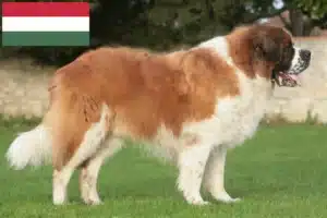 Lees meer over het artikel Sint Bernard fokkers en pups in Hongarije