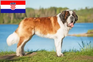 Lees meer over het artikel Sint Bernard fokkers en pups in Kroatië