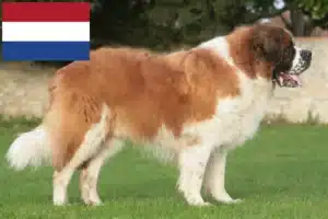 Lees meer over het artikel Sint Bernard fokkers en pups in Nederland