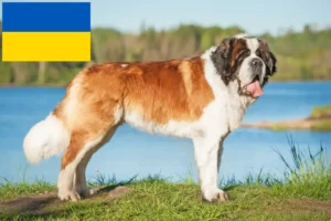 Lees meer over het artikel Sint Bernard fokkers en pups in Oekraïne