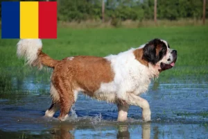 Lees meer over het artikel Sint Bernard fokkers en pups in Roemenië
