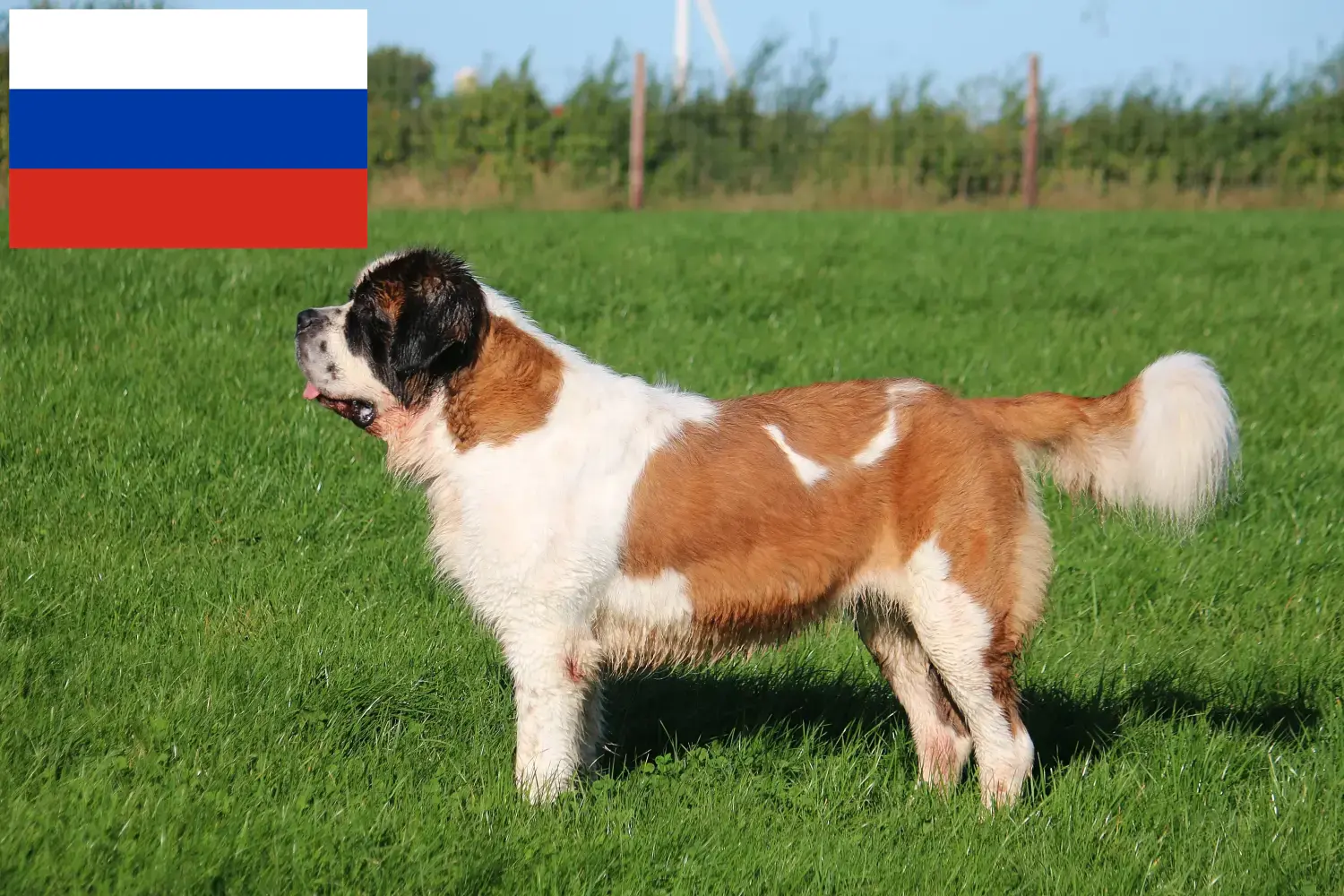 Sint Bernard puppy's en fokkers Rusland Hier vind je Sint Bernard fokkers in Rusland.