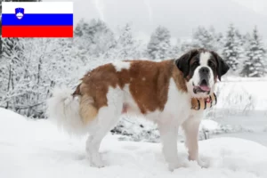Lees meer over het artikel Sint Bernard fokkers en pups in Slovenië