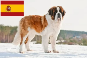 Lees meer over het artikel Sint Bernard fokkers en pups in Spanje