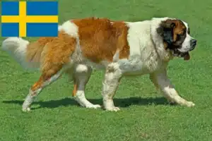 Lees meer over het artikel Sint Bernard fokkers en pups in Zweden