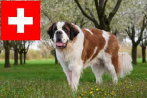 Lees meer over het artikel Sint Bernard fokkers en pups in Zwitserland
