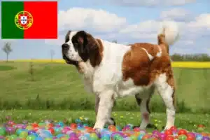 Lees meer over het artikel Sint Bernard fokkers en pups in Portugal