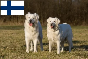 Lees meer over het artikel Slovensky Cuvac fokkers en pups in Finland