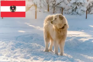 Lees meer over het artikel Slovensky Cuvac fokkers en pups in Oostenrijk
