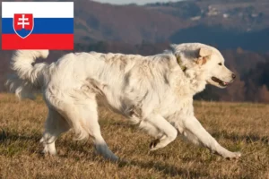Lees meer over het artikel Slovensky Cuvac fokkers en pups in Slowakije