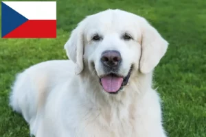 Lees meer over het artikel Slovensky Cuvac fokkers en pups in Tsjechië
