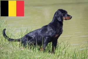 Lees meer over het artikel Slovenský kopov fokkers en pups in België