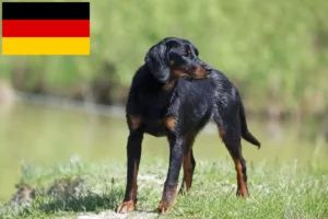Lees meer over het artikel Slovenský kopov fokkers en puppies in Duitsland