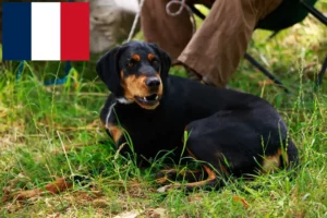 Lees meer over het artikel Slovenský kopov fokkers en pups in Frankrijk