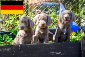 Lees meer over het artikel Slowaakse Draadhaar Baard fokkers en puppies in Duitsland