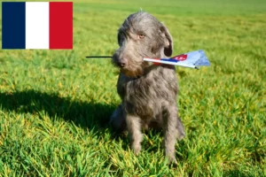 Lees meer over het artikel Slowaakse Draadhaar Baard fokkers en puppies in Frankrijk