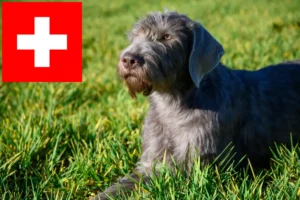 Lees meer over het artikel Slowaakse Draadhaar Baard fokkers en puppies in Zwitserland