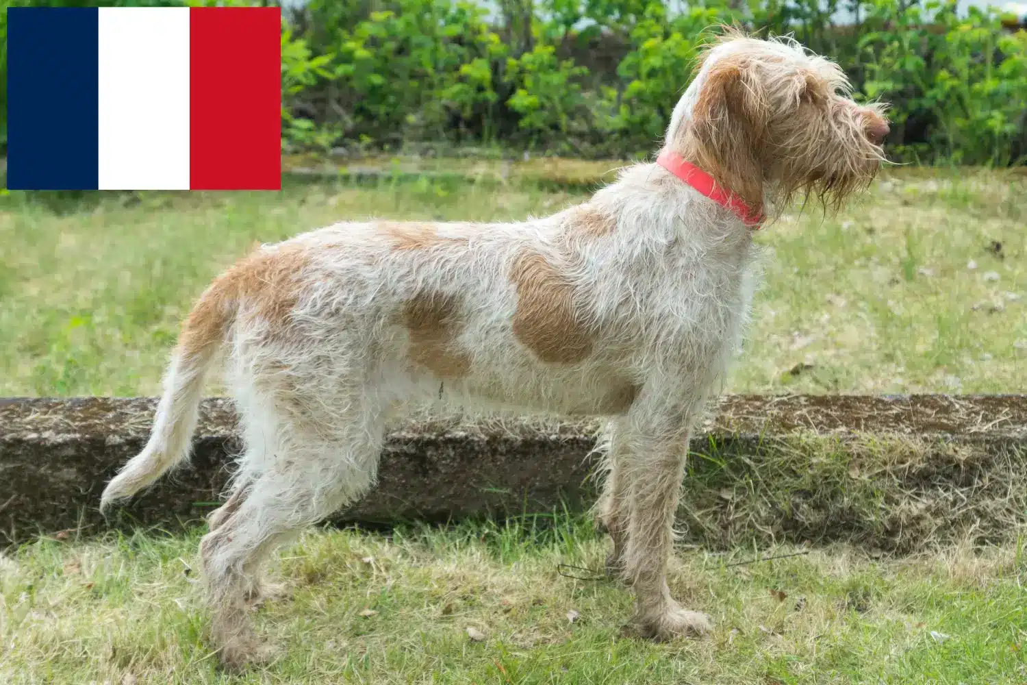 Spinone Italiano pups en fokkers Frankrijk Hier vind je Spinone Italianos fokkers in Frankrijk.