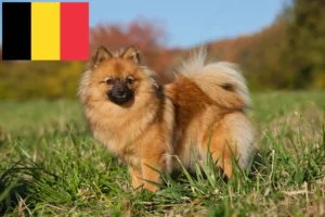 Lees meer over het artikel Spitz fokkers en puppies in België
