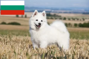 Lees meer over het artikel Spitz fokkers en pups in Bulgarije