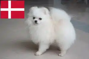 Lees meer over het artikel Spitz fokkers en pups in Denemarken