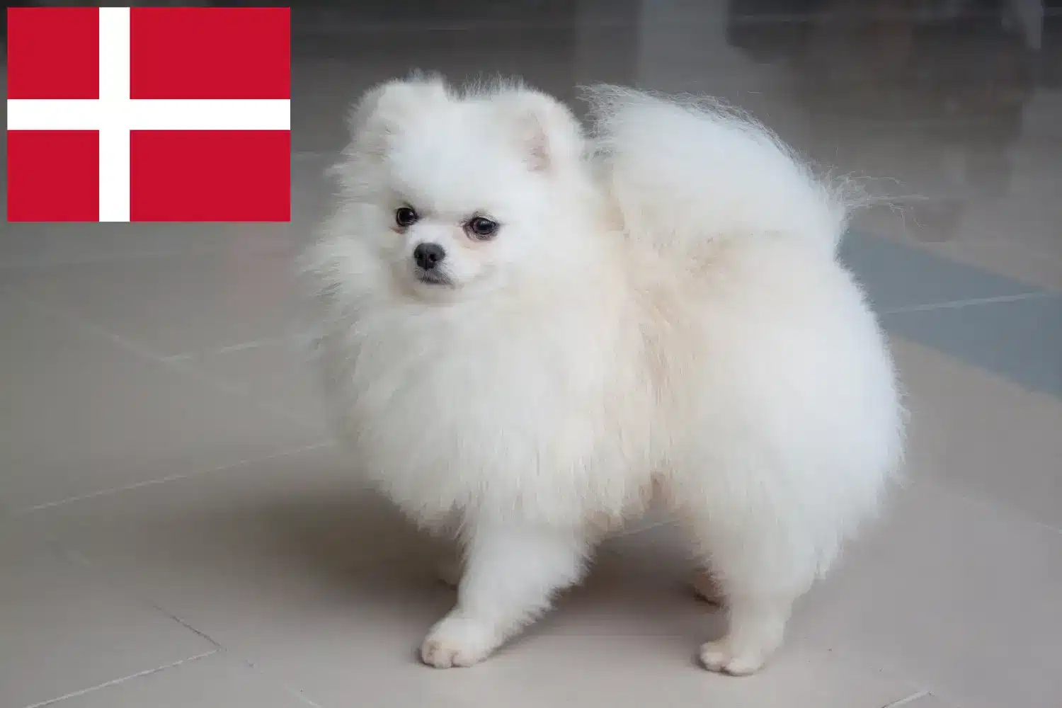 Spitz puppy's en fokkers Denemarken Hier vind je topfokkers in Denemarken.
