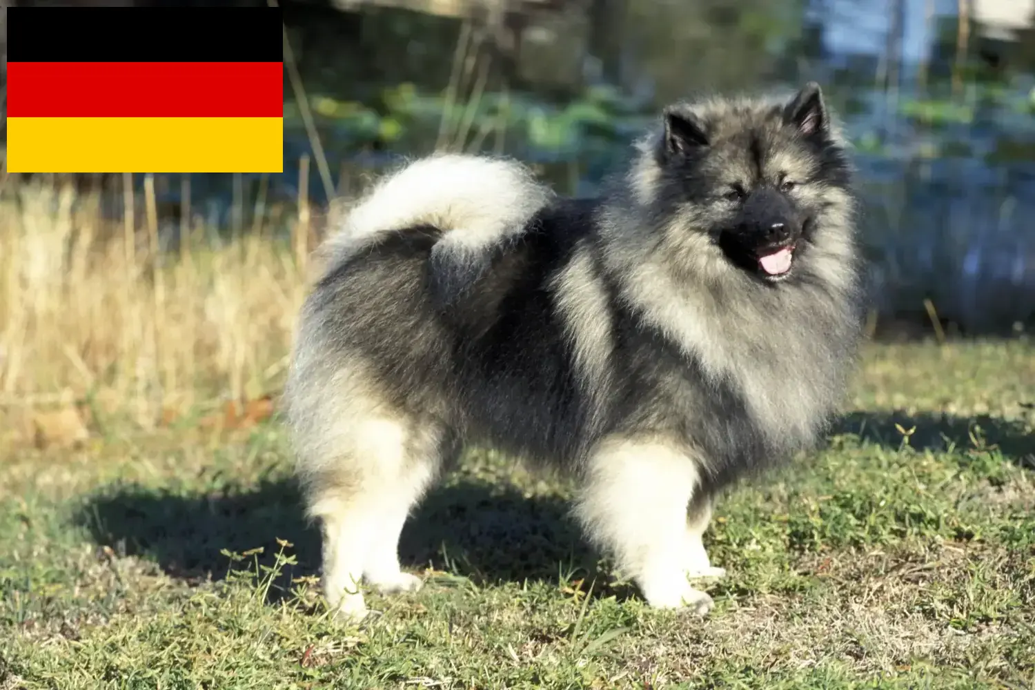 Spitz puppy's en fokkers Duitsland Hier vind je topfokkers in Duitsland.