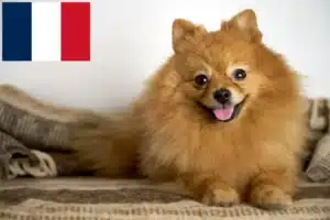 Lees meer over het artikel Spitz fokkers en pups in Frankrijk